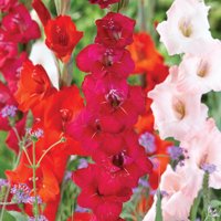 Van Zyverden Gladiolus Class Favorites Mix Flower Bulb Partial Sun; 3-6hrs Multi-Color