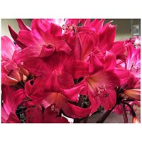 Rose Hot Pink Amaryllis Belladonna - 5 Small Bulbs - Rare Color