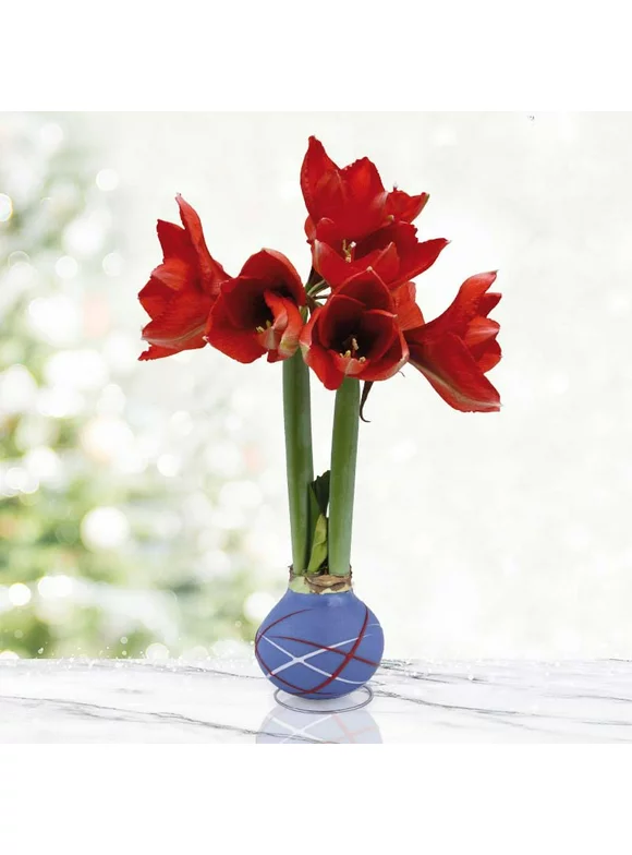 Fireworks Waxed Amaryllis Flower Bulb with Stand, No Water Needed, Real Live Flowers - Just Needs Sunlight