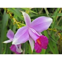 Hawaiian Tropical Bamboo Orchid Plant 1 Pack with 2 Rooted Bulbs