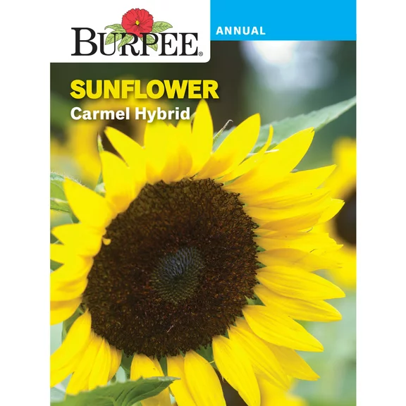 Burpee Carmel Hybrid Sunflower Flower Seed, 1-Pack