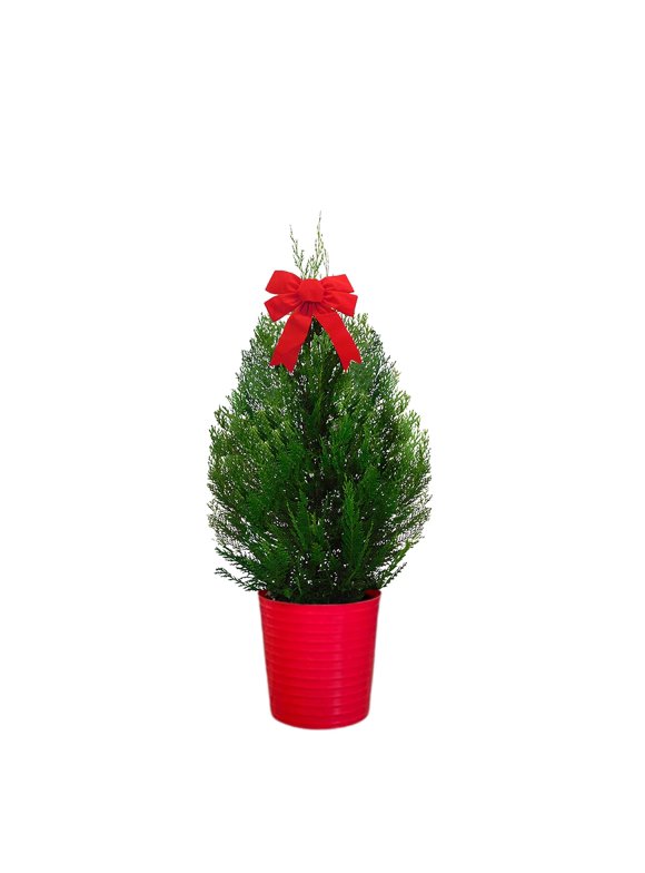 Live Christmas Leyland Cypress Shrub in Decorative Holiday Red Pot (3 Gallon)