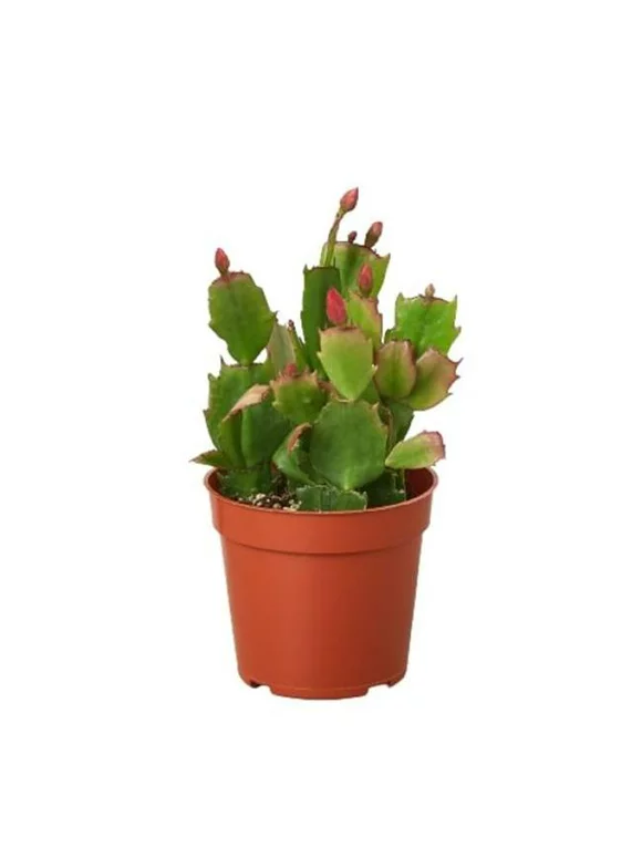House Plant Dropship 4-SUCC-ZYGOCACTUS-CHRISTMAS Zygocactus Christmas Cactus Plant