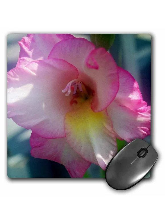 3dRose Garden gladiolus with dark pink on the edges, Mouse Pad, 8 by 8 inches