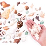Mixed Ocean Beach Fairy Garden Seashells Marine Life for Arts & Crafts, Decorations, Party Favors Collection (Approx. 40 Pieces)