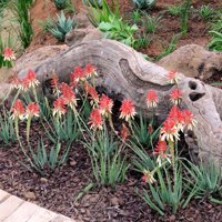2.5 Qt - Safari Sunrise Aloe - Perennial Outdoor Live Blooming Plant