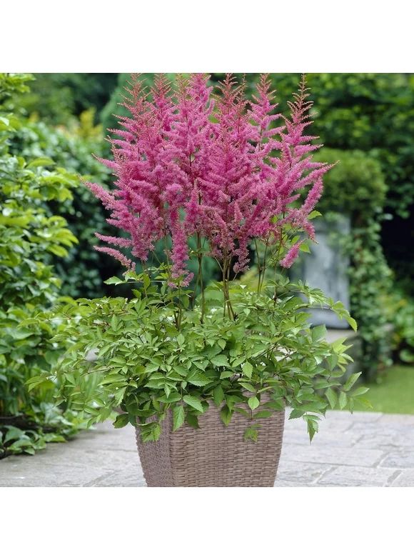 Van Zyverden Astilbe America Patio Kit with Decorative Rattan Planter Planting Medium and 2 Roots Orange Partial Shade Perennial Pollinator 8 lbs