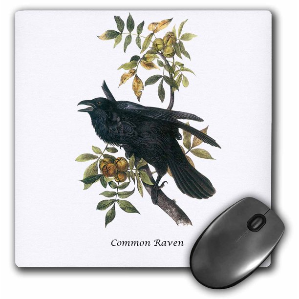 3dRose Common Raven by John James Audubon, Mouse Pad, 8 by 8 inches