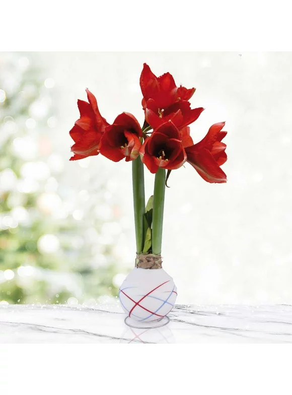 Sparkler Waxed Amaryllis Flower Bulb with Stand, No Water Needed, Real Live Flowers - Just Needs Sunlight