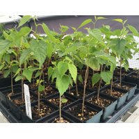 Dwarf Black Mulberry - Morus Nigra - Everbearing Live Plant Fruit