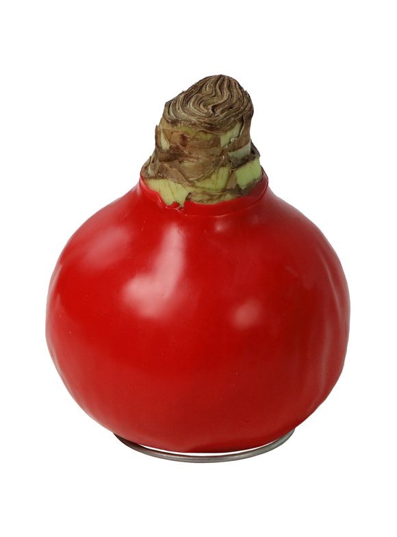 Red Waxed Amaryllis Bulb - 1 Piece - Cottage Hill
