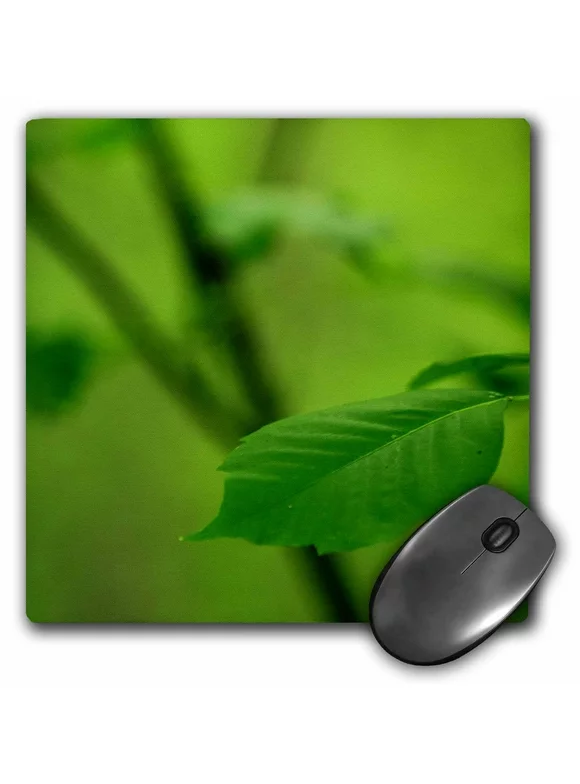 3dRose Leaf Green Closeup - Mouse Pad, 8 by 8-inch (mp_27791_1)