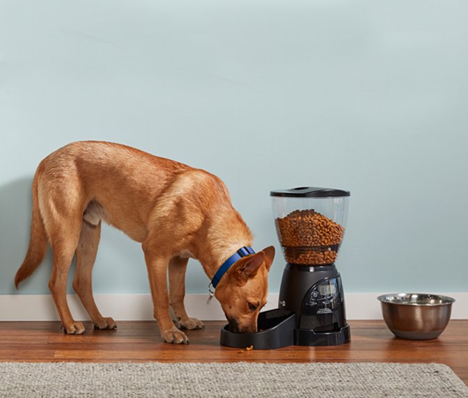 Dog Feeders and Water Bowls