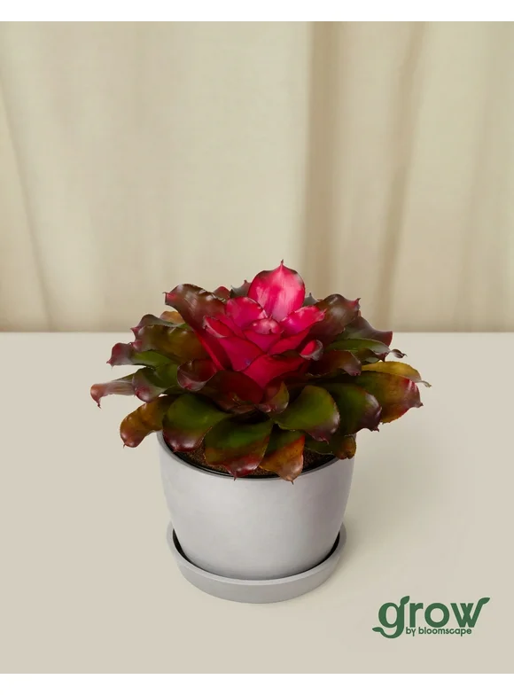 Bloomscape Live Potted Indoor 7in. Tall Blushing Bromeliad; Pet Friendly Plant in 6in. EcoPot