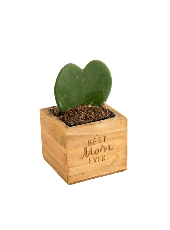 Costa Farms Live Indoor 5in. Tall Sweetheart Hoya Succulent in 2.5in.  Mother's day Wood Planter